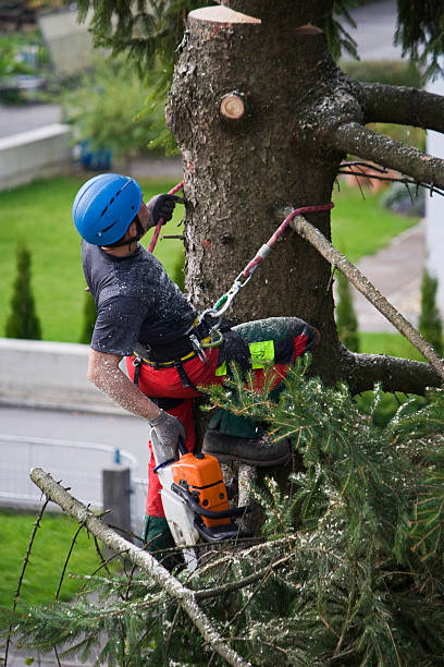 Reliable Port Clinton, OH Tree Services Solutions